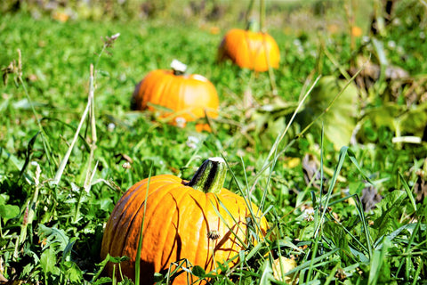 Corn Maze & Pumpkin Patch