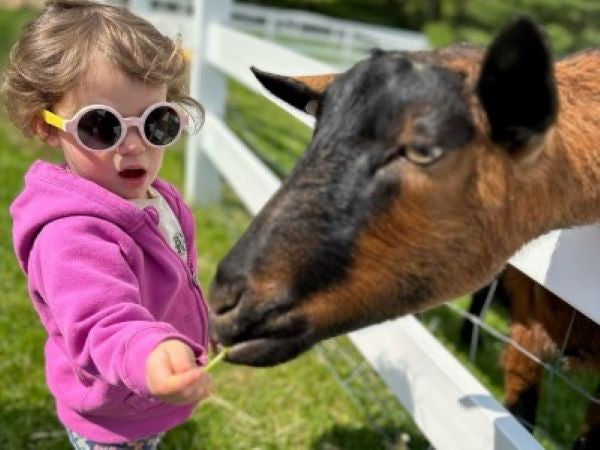 Family Farmyard Fun