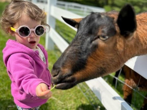 Family Farmyard Fun