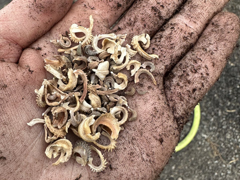 Intro to Seed Saving