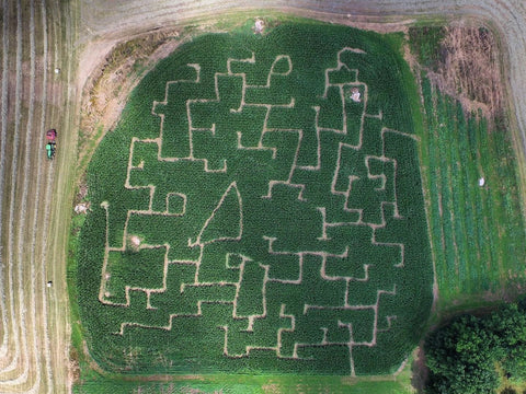 Save The Date - Corn Maze