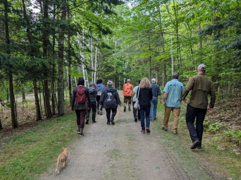 Forest Trees of Maine