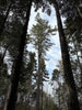 Autumn Equinox Forest Bathing