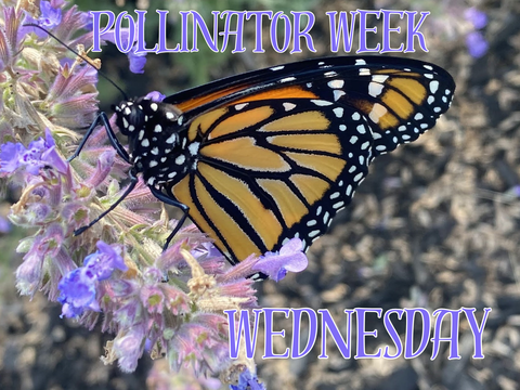 Pollinator Week - 2 Hour Farm Visit Wednesday June 17th