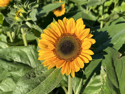 Save The Date - Sunflower Labyrinth