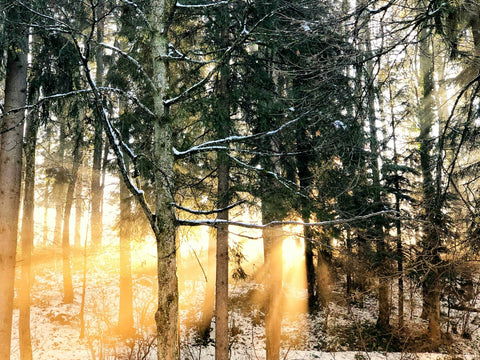 Winter Solstice Forest Bathing