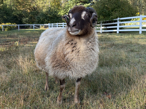 Felted Soap Workshop for Kids