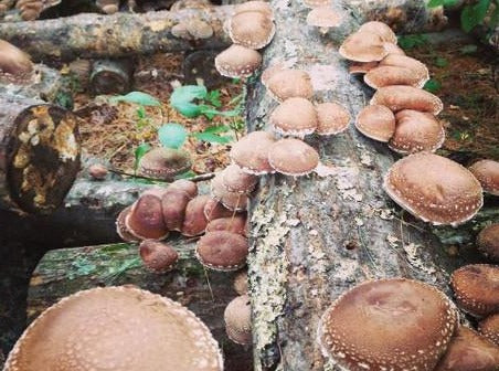 Outdoor Mushroom Cultivation with North Spore
