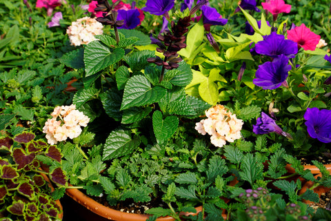Outdoor Planter Workshop
