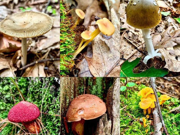Mushroom Identification Walk