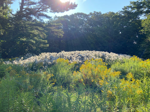 Summer Solstice Forest Bathing