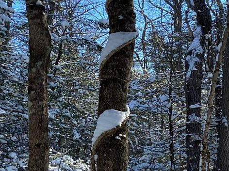 Winter Solstice Forest Bathing