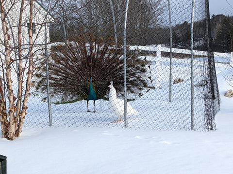 Martin Luther King Jr. Day - Monday, January 19th - FREE ADMISSION